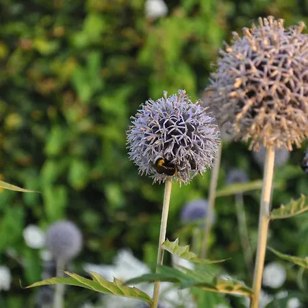 Koebenhovedskov Отель типа 