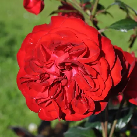 Koebenhovedskov Отель типа 